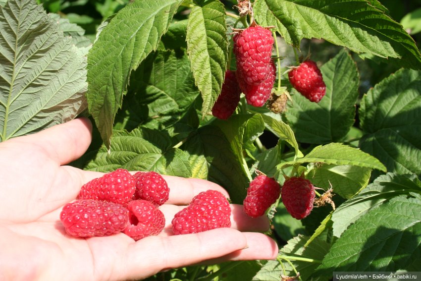 Моя осень — Разные шарнирные куклы (не БЖД): редкие (фото 10)