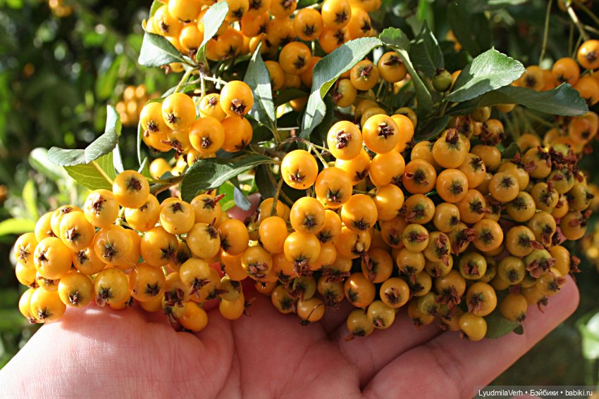 Моя осень — Разные шарнирные куклы (не БЖД): редкие (фото 2)