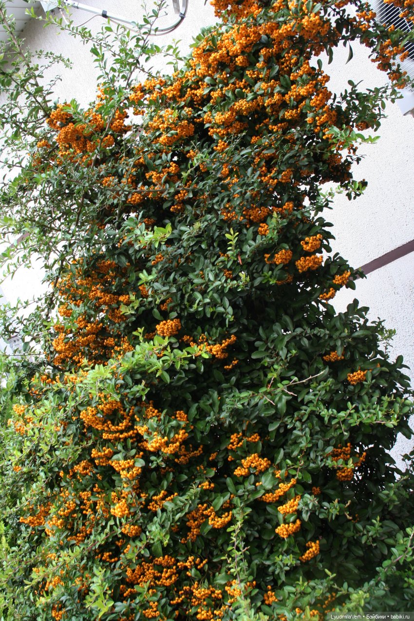 Моя осень — Разные шарнирные куклы (не БЖД): редкие