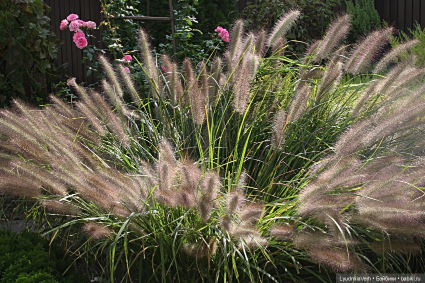 Моя осень — Разные шарнирные куклы (не БЖД): редкие (фото 3)