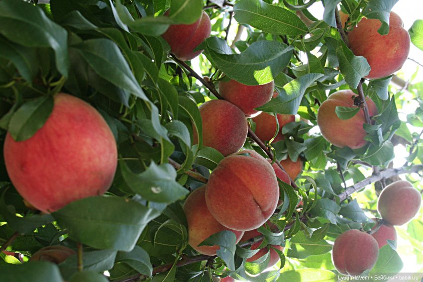 Моя осень — Разные шарнирные куклы (не БЖД): редкие (фото 4)