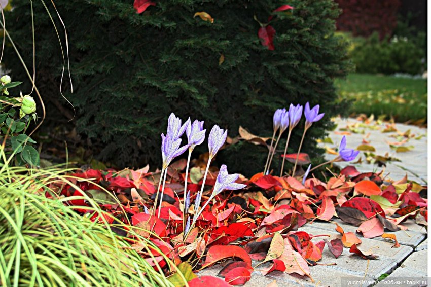 Оранжевая осень — Куклы Baboliy (Баболи (фото 2)