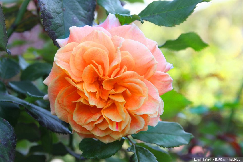 Оранжевая осень 2 — Куклы Baboliy (Баболи