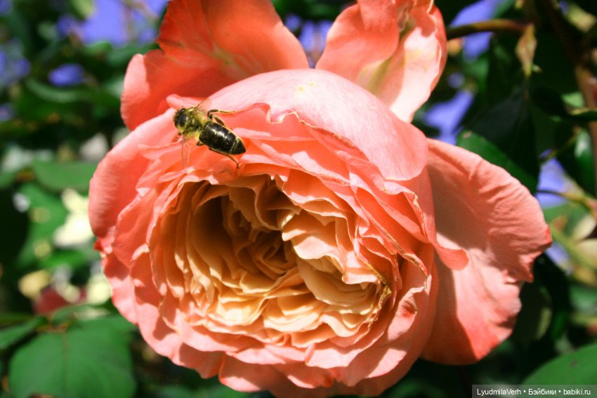 Оранжевая осень 2 — Куклы Baboliy (Баболи (фото 2)