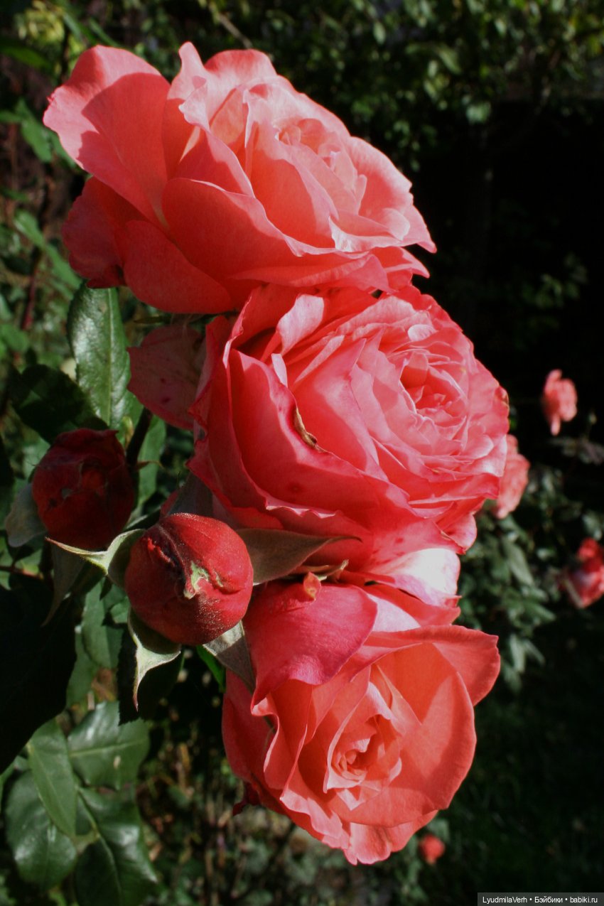 Оранжевая осень 2 — Куклы Baboliy (Баболи (фото 3)