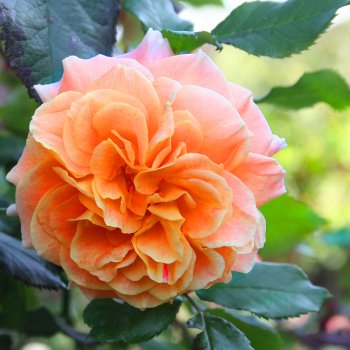 Оранжевая осень 2