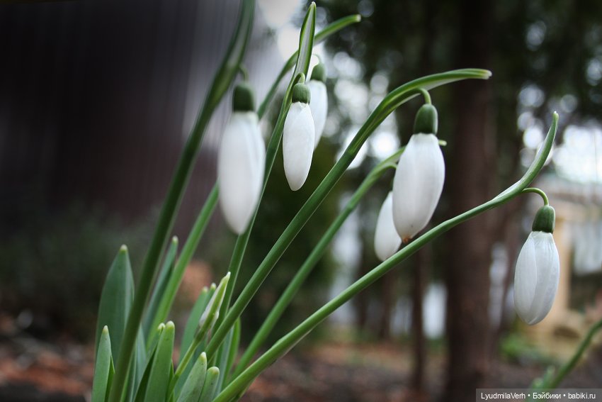 Приближаем весну — Куклы Baboliy (Баболи (фото 5)