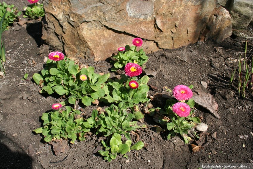 Приближаем весну — Куклы Baboliy (Баболи (фото 4)