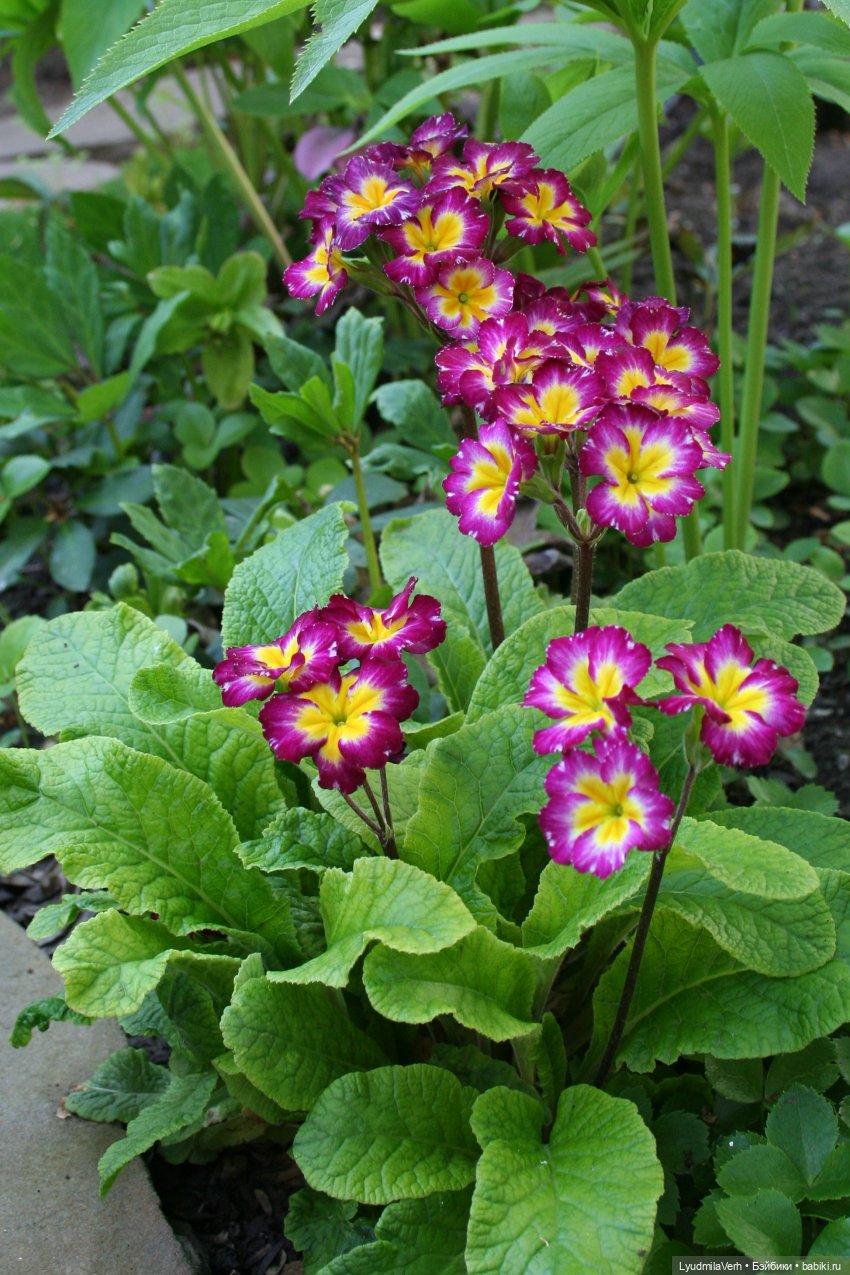 Звонила весна — Коллекционные экшн (фото 2)