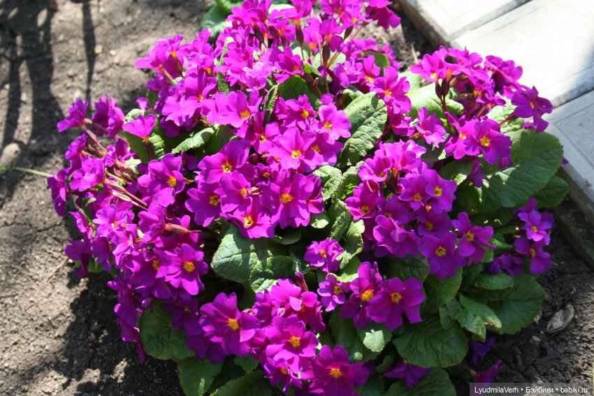 Звонила весна — Коллекционные экшн (фото 3)