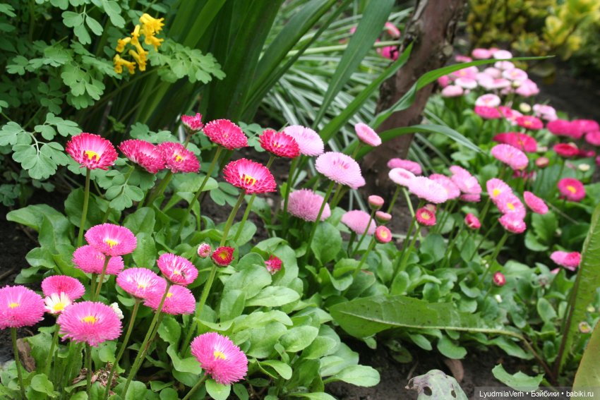 Весна. Солнце. Радость. Счастье. Бабочки всякие (фото 6)