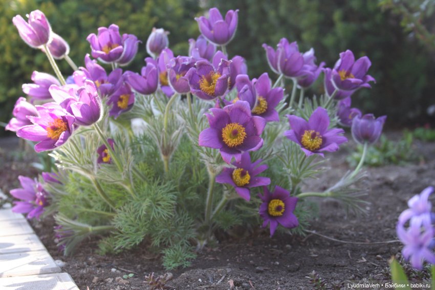 Весна. Солнце. Радость. Счастье. Бабочки всякие (фото 5)