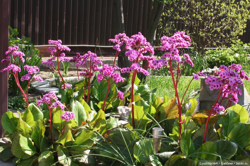 Весна. Солнце. Радость. Счастье. Бабочки всякие (фото 8)