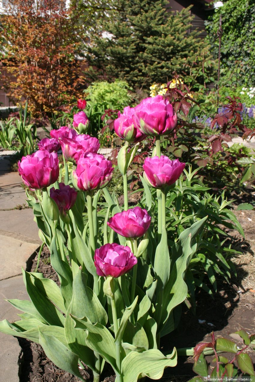 Весна. Солнце. Радость. Счастье. Бабочки всякие (фото 4)