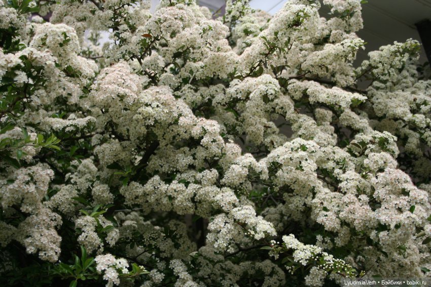 Случайная встреча — Разные шарнирные куклы (не БЖД): редкие