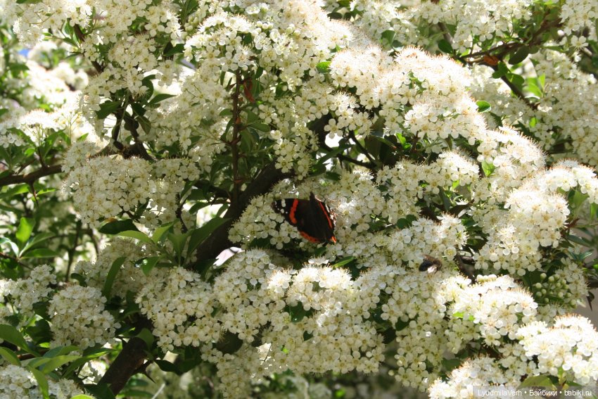 Случайная встреча — Разные шарнирные куклы (не БЖД): редкие