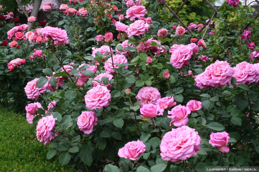 Без пяти минут ЛЕТО | Бэйбики Без пяти минут ЛЕТО — Коллекционные экшн (фото 3)