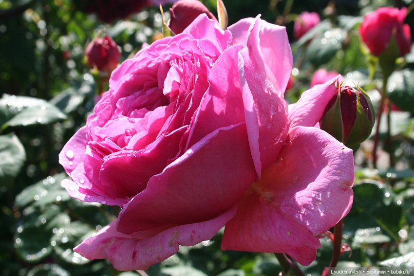 Без пяти минут ЛЕТО | Бэйбики Без пяти минут ЛЕТО — Коллекционные экшн