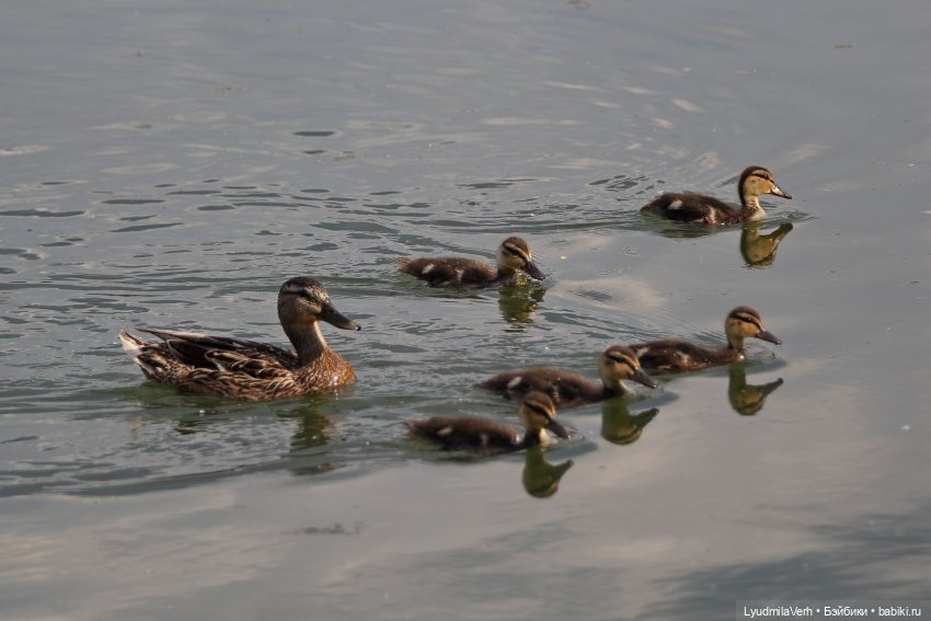 Случайная встреча (ч.1) | Бэйбики Случайная встреча (ч.1) — Коллекционные экшн
