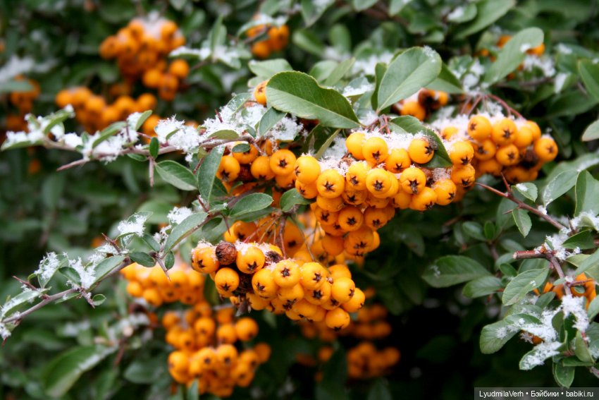 Обновы для барби — Куклы Barbie (Барби): Looks (фото 3)