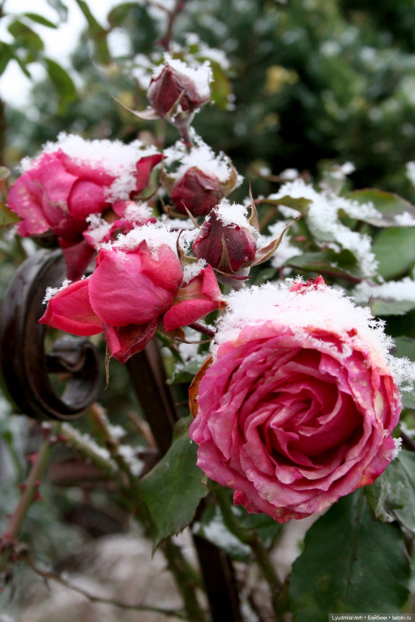 Обновы для барби — Куклы Barbie (Барби): Looks