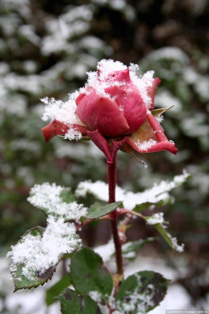 Обновы для барби — Куклы Barbie (Барби): Looks (фото 2)