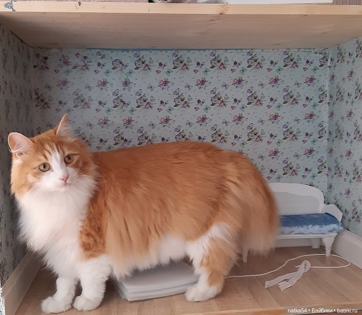 Если в доме нет кота — Домашние фото авторских игрушек: Тедди