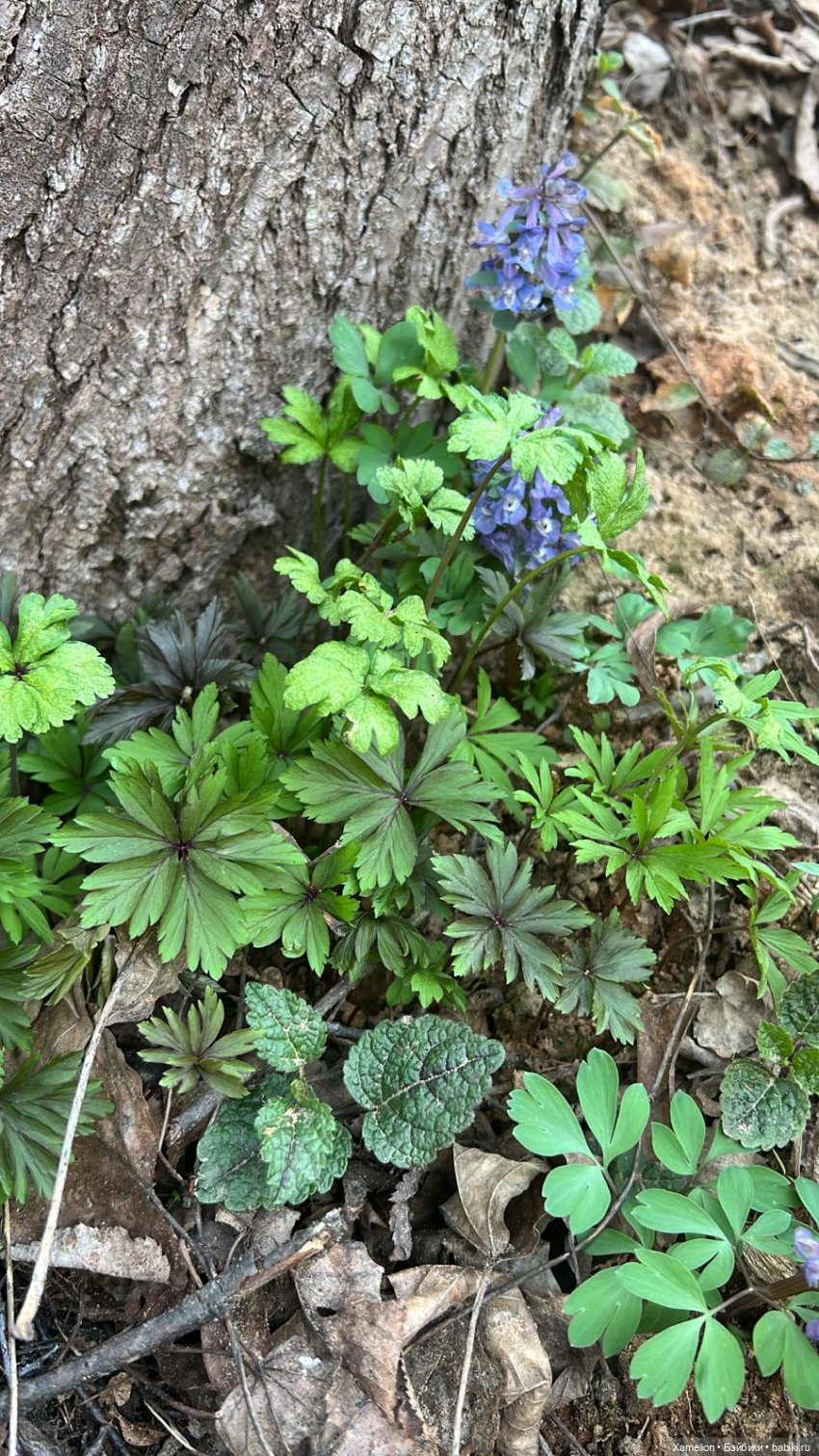 Ёшка. Просто Ёшка — Игровые куклы разных производителей (Разное): редкие бренды