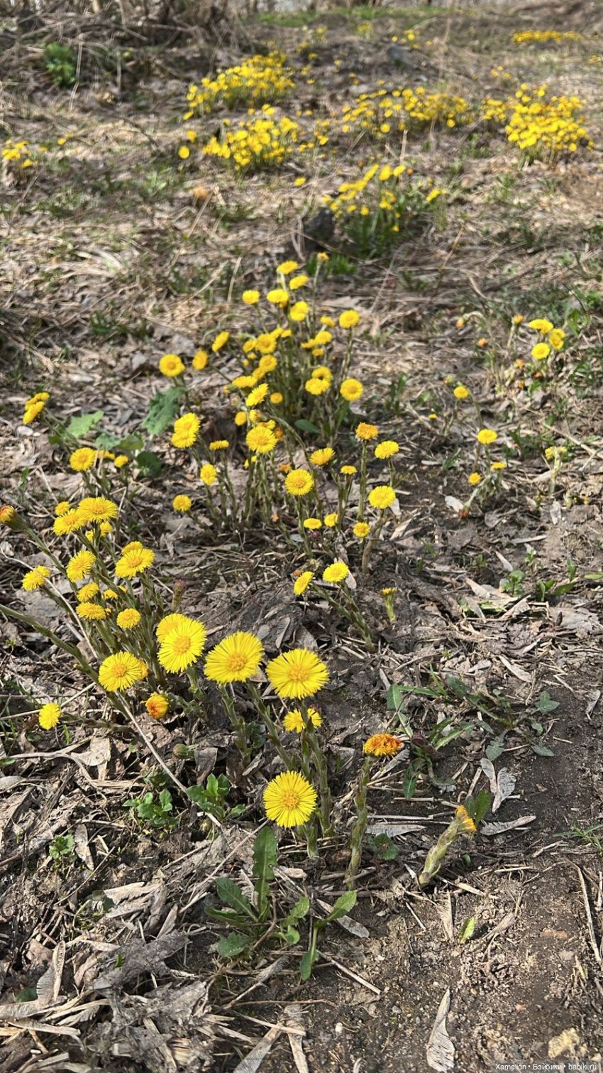 Ёшка. Просто Ёшка — Игровые куклы разных производителей (Разное): редкие бренды