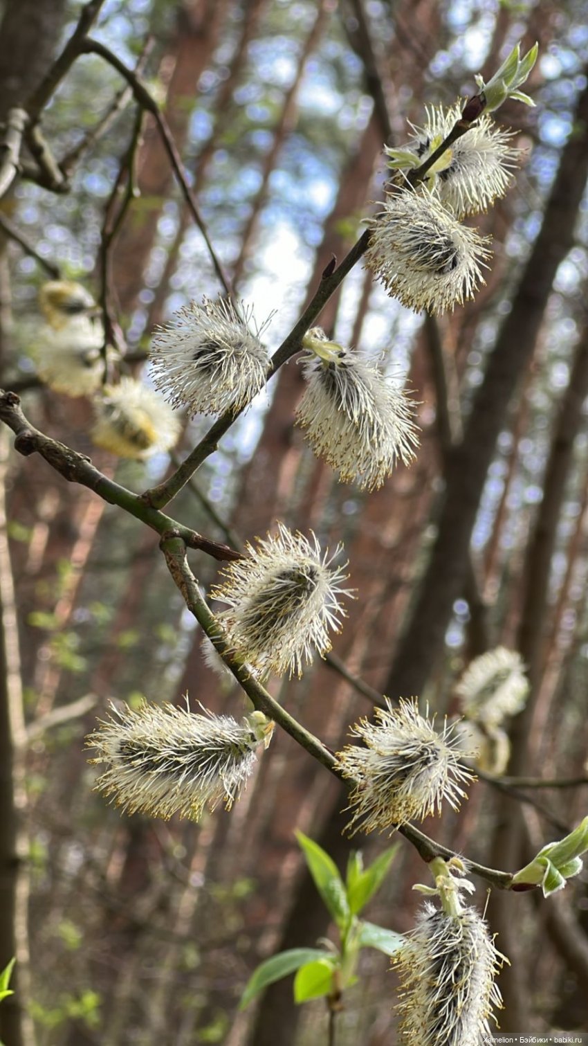 Ёшка. Просто Ёшка — Игровые куклы разных производителей (Разное): редкие бренды (фото 7)