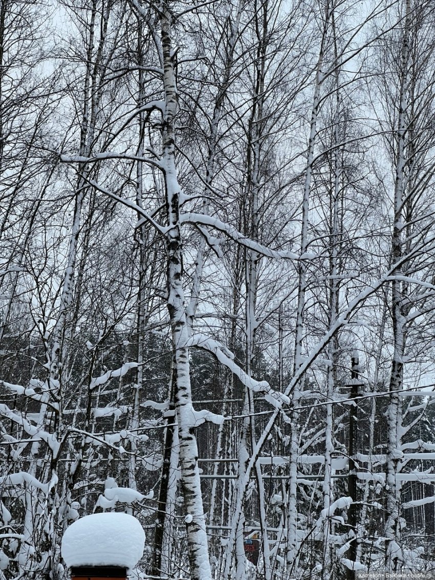 Кржемилькина зима — Игровые куклы разных производителей (Разное): редкие бренды (фото 7)