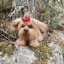 Реалистичная Аська