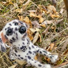 Далматинец  Оскар