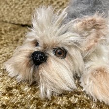 Йорочка живая игрушка😊