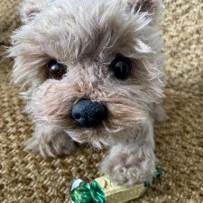 Мальчик Йорик Монти