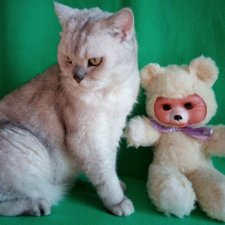 Мои мишечки