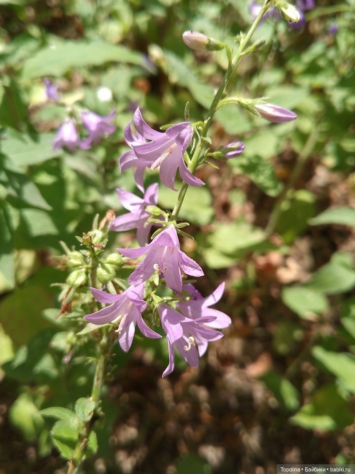 Фантазия на тему матроски