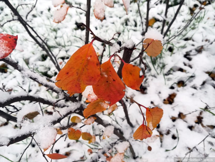 Кудрявый Луис от Паола Рейна