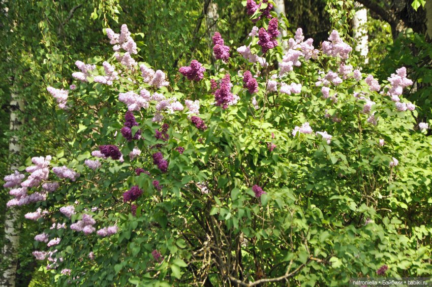 Идиллически-урбанистическая прогулка Наташи