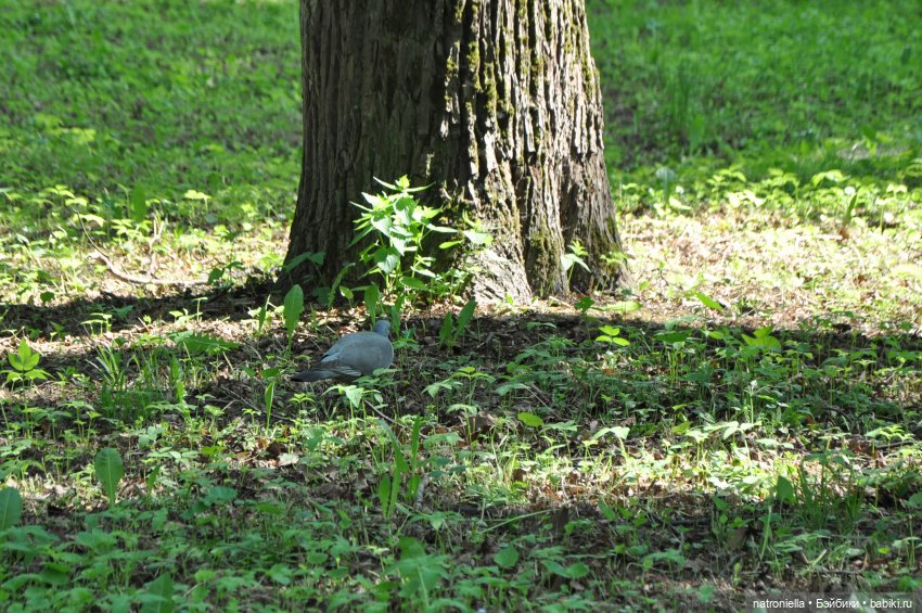 Идиллически-урбанистическая прогулка Наташи