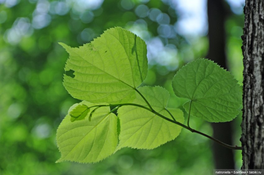 Идиллически-урбанистическая прогулка Наташи
