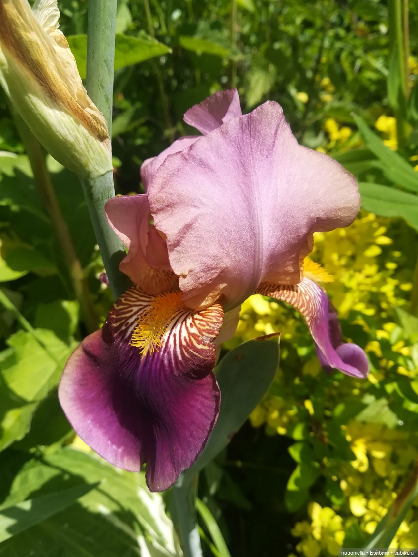 Как Булка Наринэ дачу инспектировала