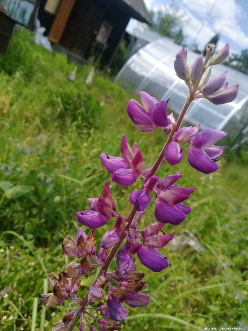 Как Булка Наринэ дачу инспектировала (фото 6)