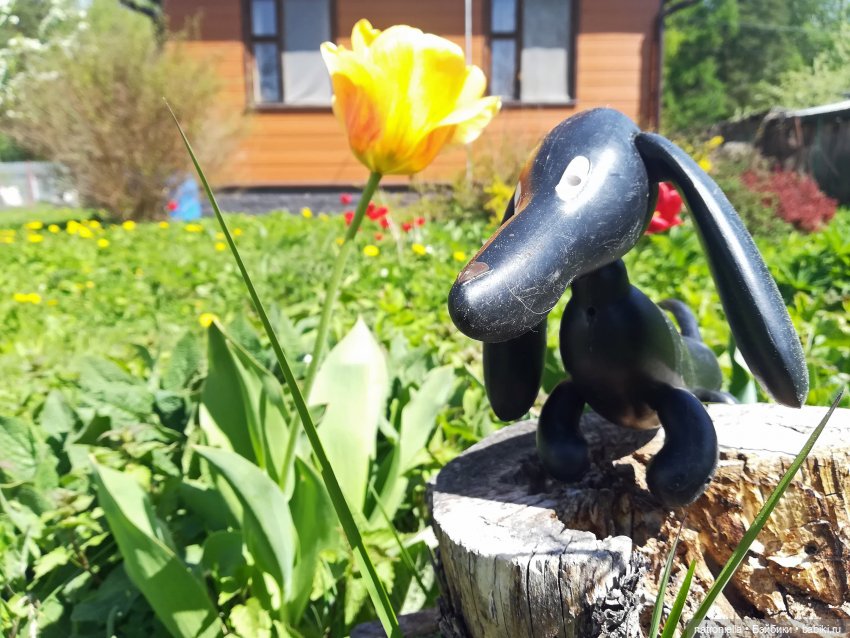 Как Булка Наринэ дачу инспектировала