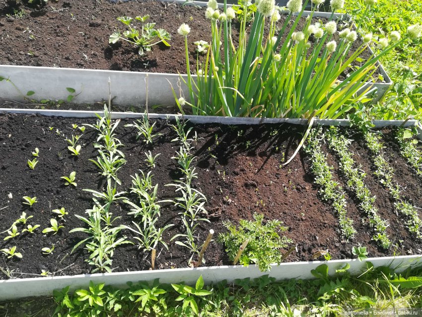 Как Булка Наринэ дачу инспектировала