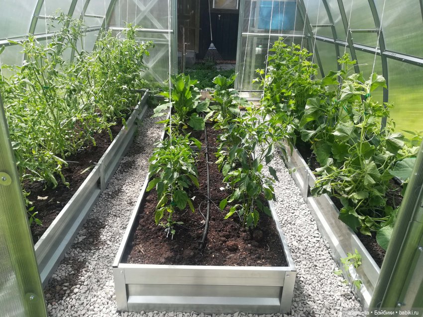 Как Булка Наринэ дачу инспектировала (фото 8)