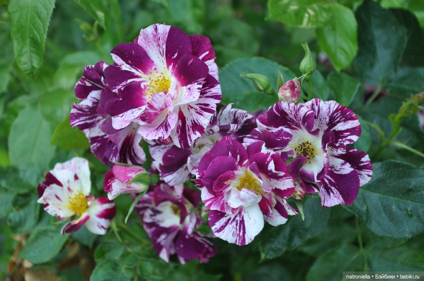 Как хороши, как свежи были розы