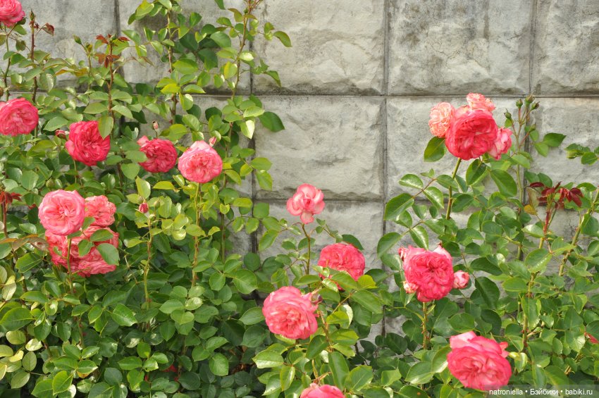 Как хороши, как свежи были розы