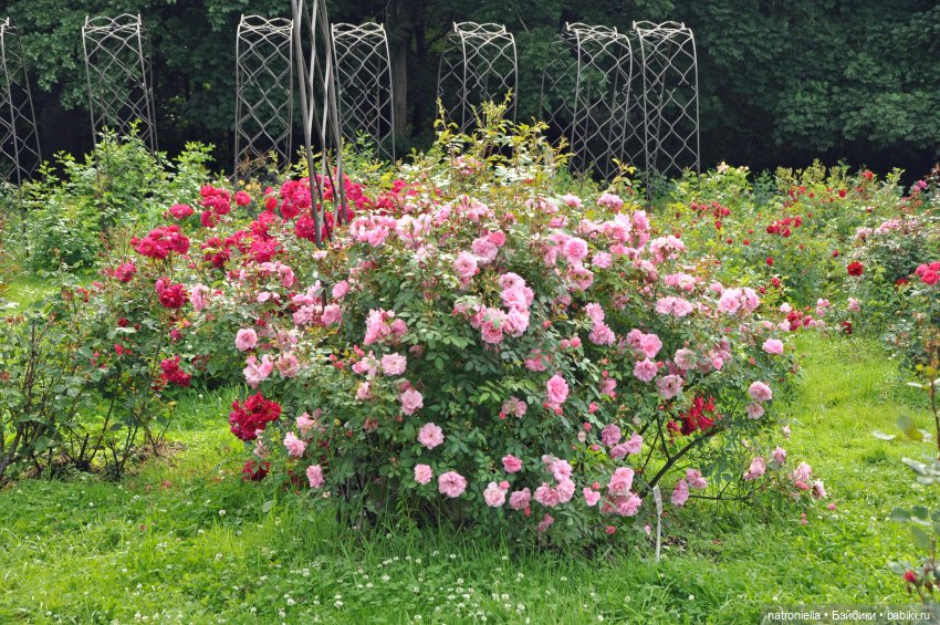 Как хороши, как свежи были розы