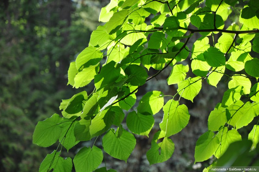 Как минуш Наташа с подружками по Ворошиловской даче гуляла